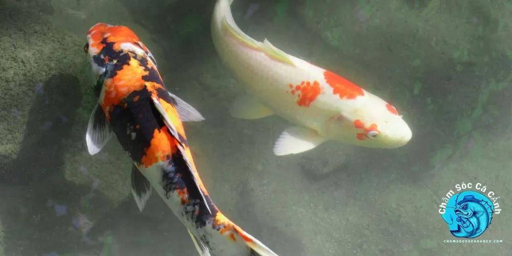 Cách Nuôi Cá Koi