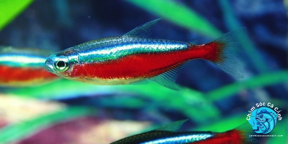 Cách nuôi Cá neon
