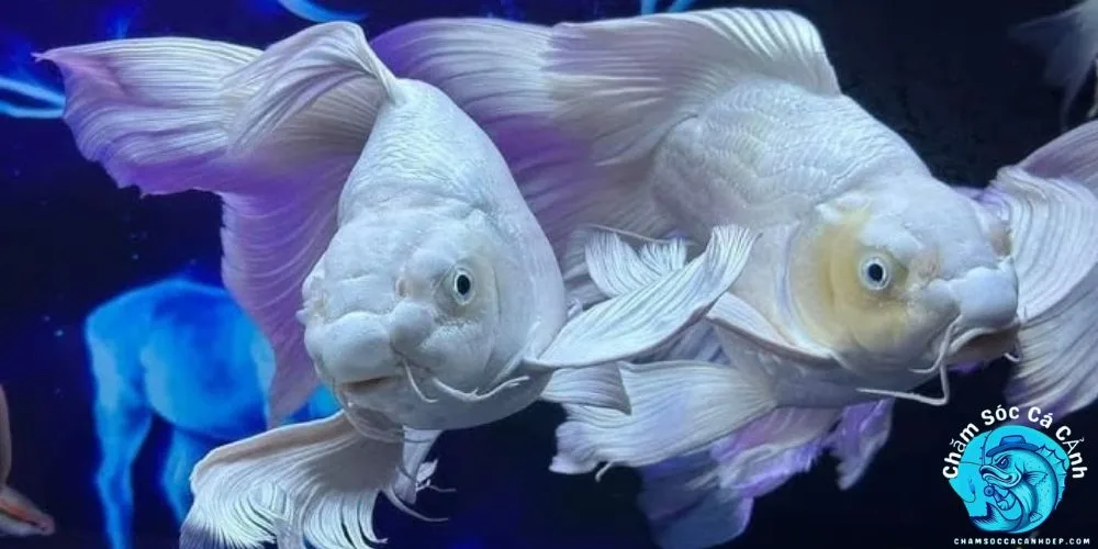 Cá Chép Sư Tử