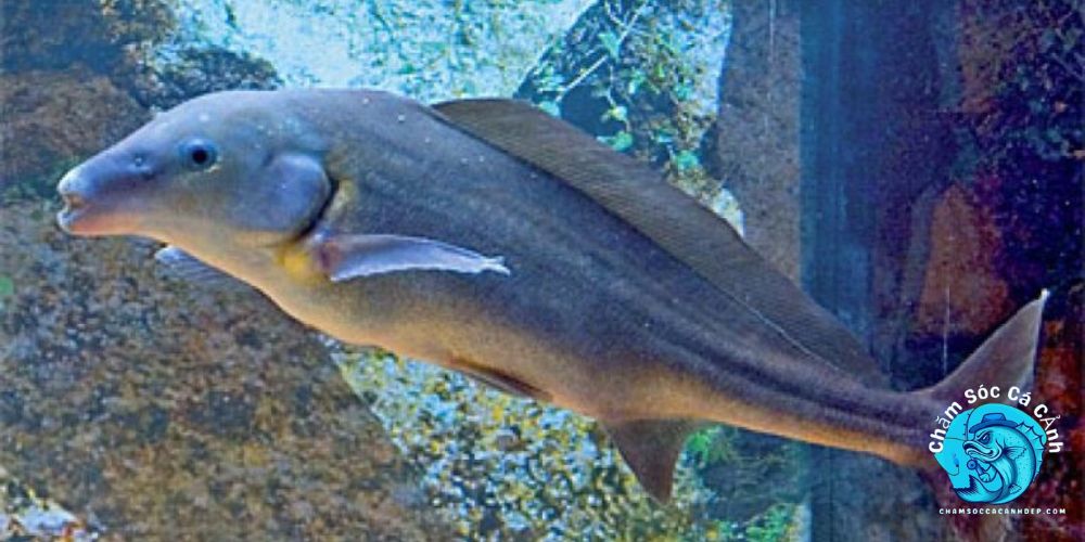 Cá Heo Nước Ngọt