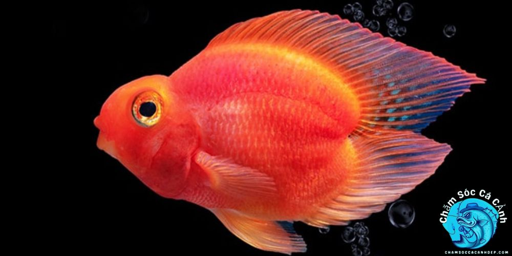 Giới Thiệu Cá Hồng Két