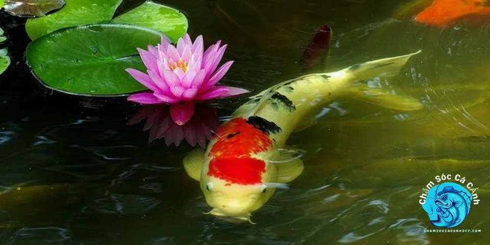 Cá Koi