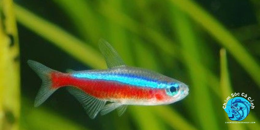 Cá Neon