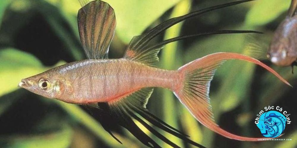 Cá Cầu Vồng Vây Dài