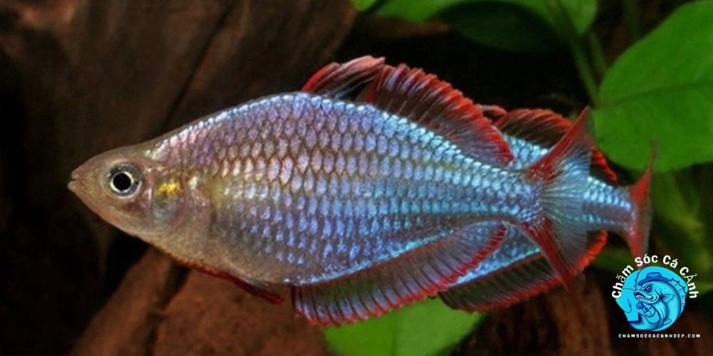 Cá Cầu Vồng