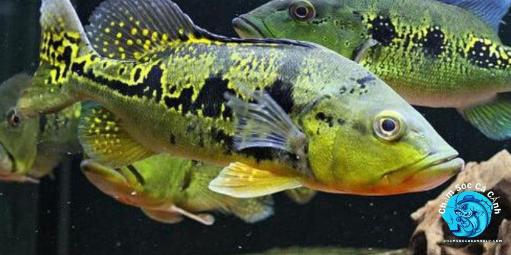 Cá Hoàng Bảo Yến