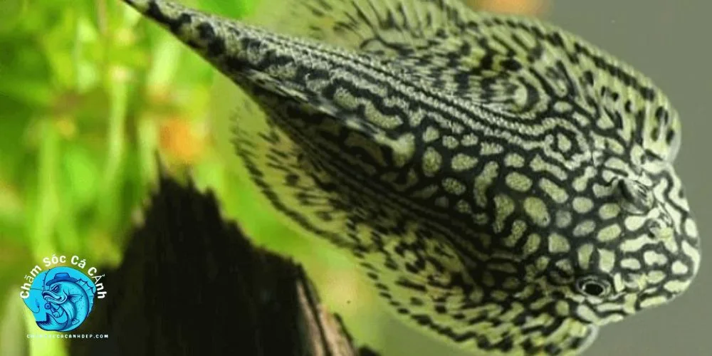 Cá Tỳ Bà Bướm