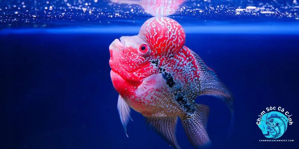 Cách Nuôi Cá La Hán
