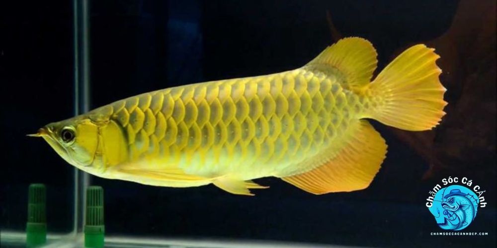 cách nuôi cá rồng