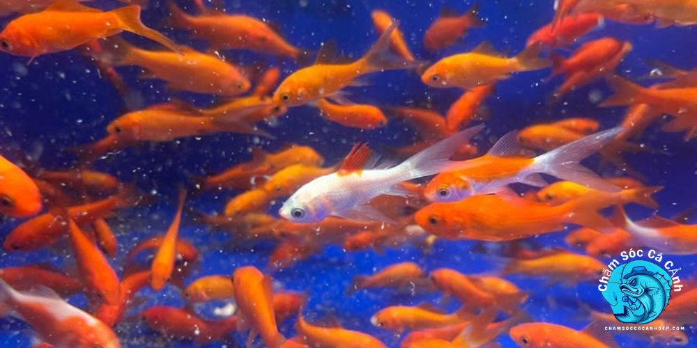 các loài cá cảnh nhỏ rẻ tiền