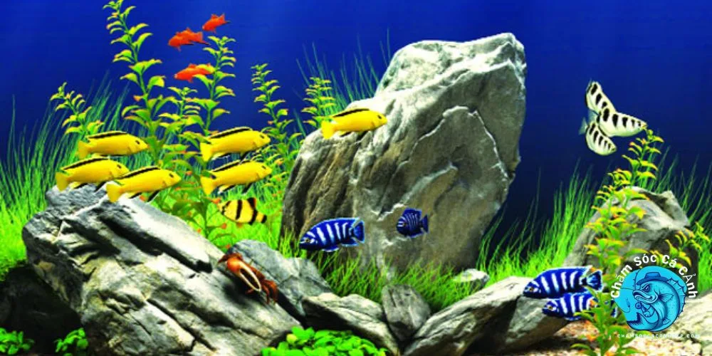 cách nuôi cá cảnh không cần oxy