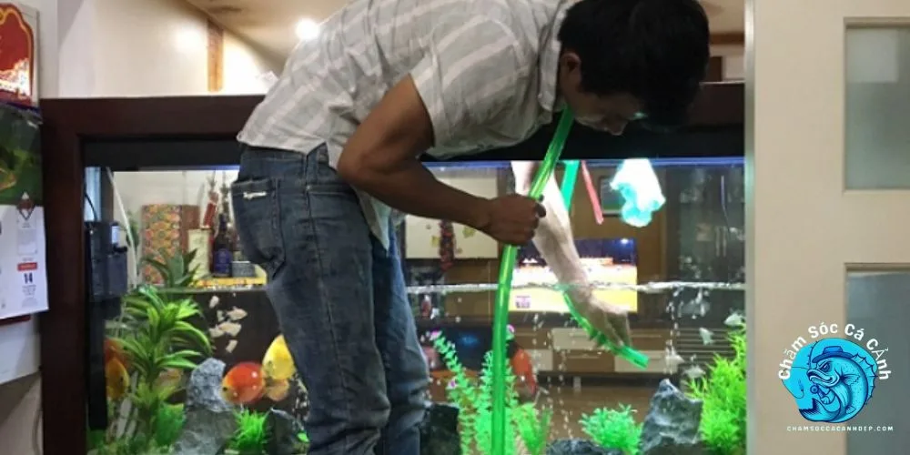 cách thay nước bể cá