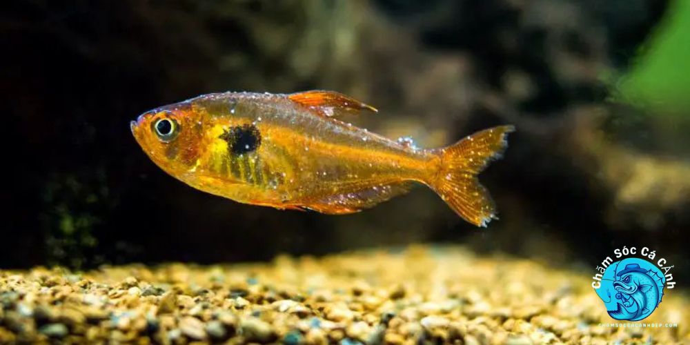 cá cảnh bị nấm trắng