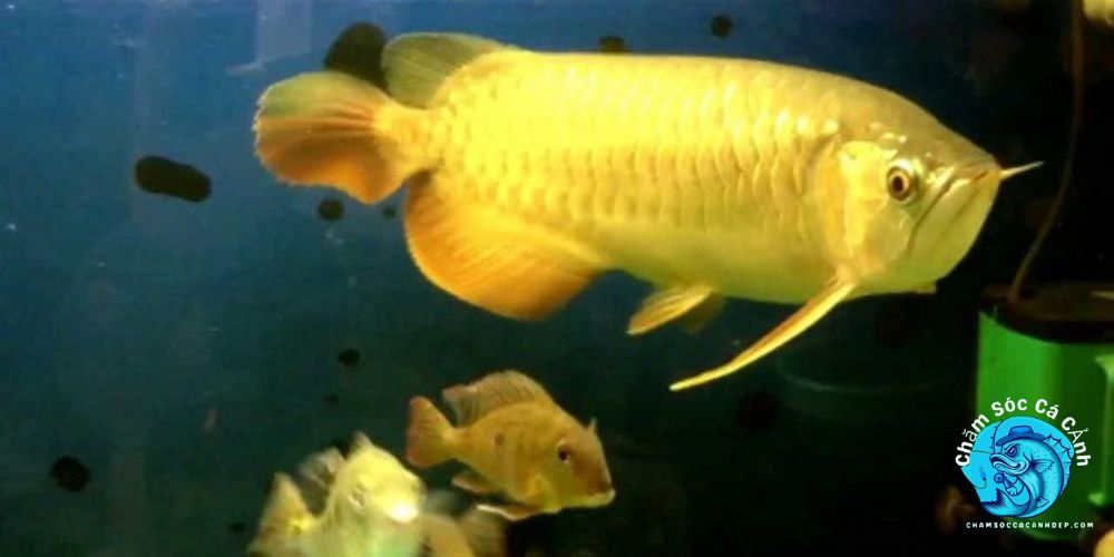 Cá Cảnh Bị Stress