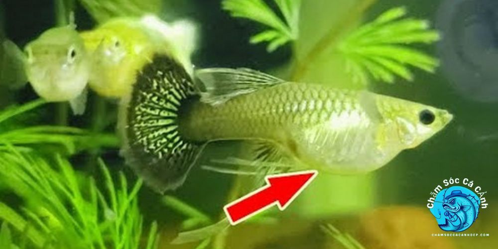 cá đẻ trứng hay đẻ con