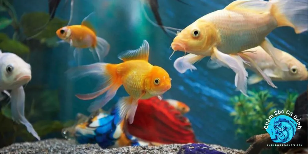 các loài cá cảnh đẹp nhất thế giới