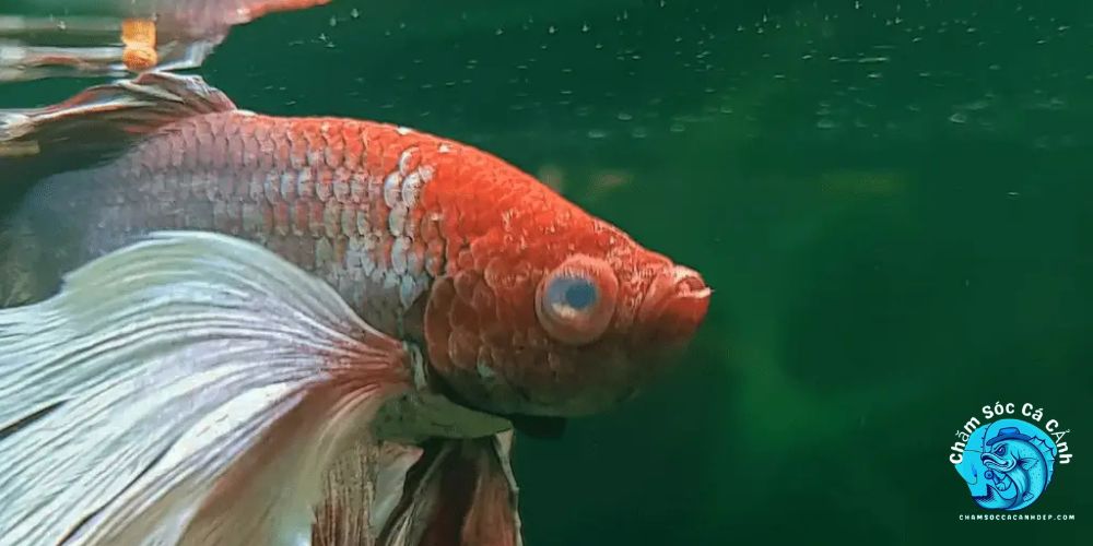 Cá Bị Đục Mắt