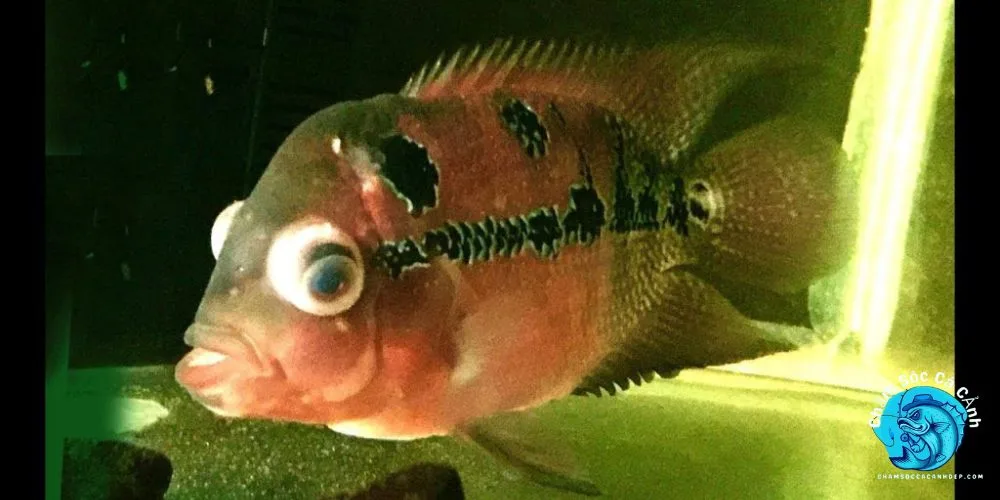 Cá Bị Lồi Mắt