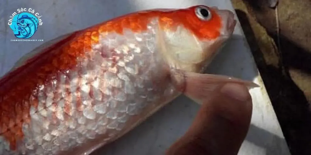 Cá bị xuất huyết