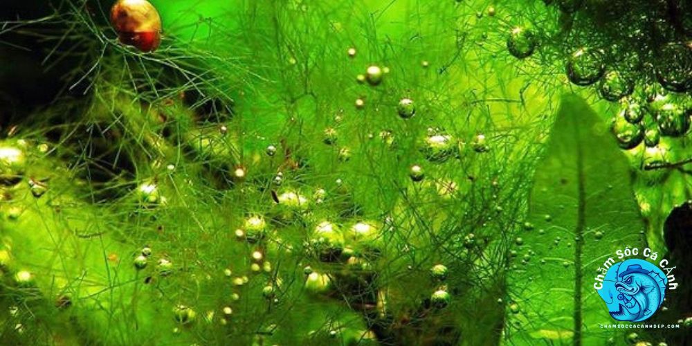 Hồ cá bị rêu xanh: Nguyên nhân và cách xử lý