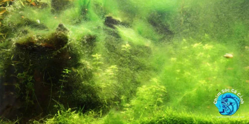 Hồ Cá Bị Rêu Xanh
