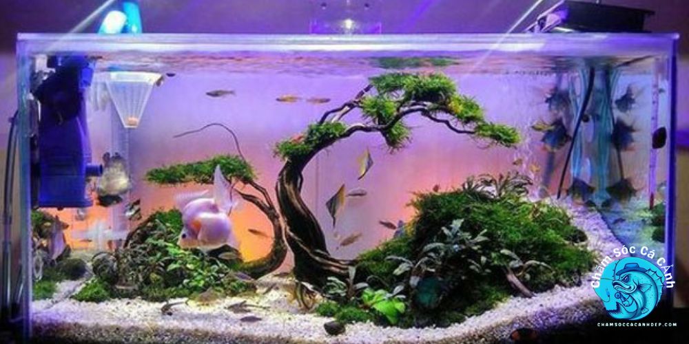 Hồ cá kính cường lực