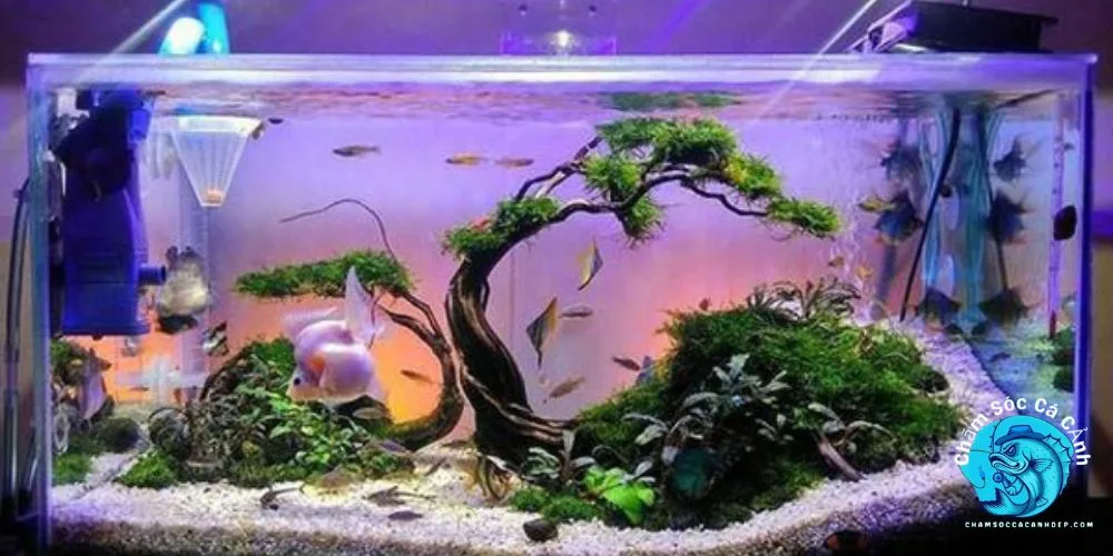 Hồ cá kính cường lực