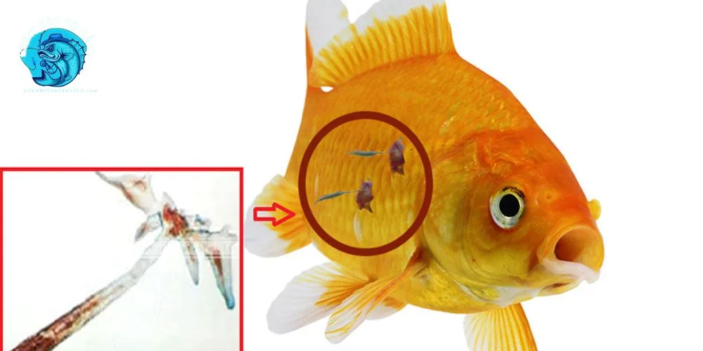 cá bị ký sinh trùng