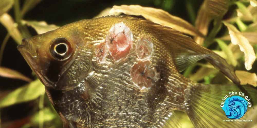 cá bị xù vảy