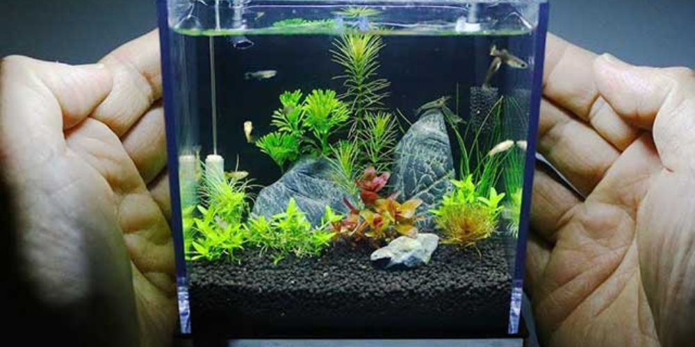 Cách làm hồ cá đơn giản tại nhà