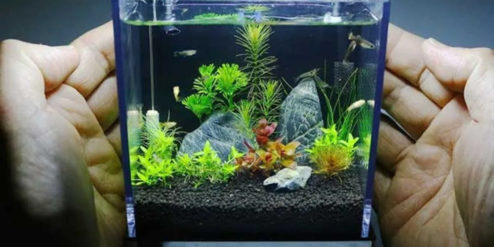 Cách làm hồ cá đơn giản tại nhà