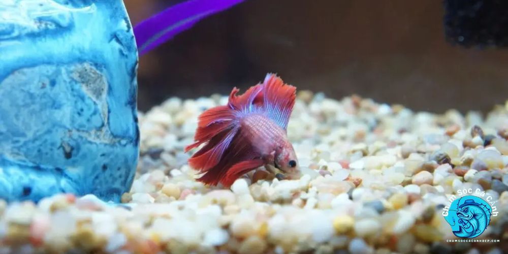 cá betta bị túm đuôi