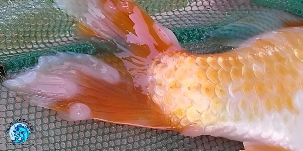 Cá Bị Thối Vây - Nguyên Nhân, Cách Chữa Và Phòng Bệnh