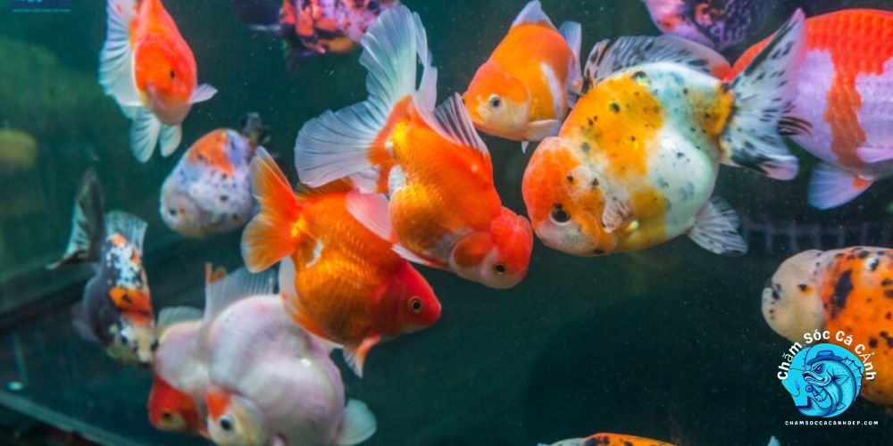 cá cảnh chịu lạnh tốt