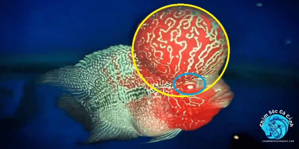 Cá La Hán Bị Nấm Trắng: Cách Xử Lý Nhanh Trước Khi Quá Muộn