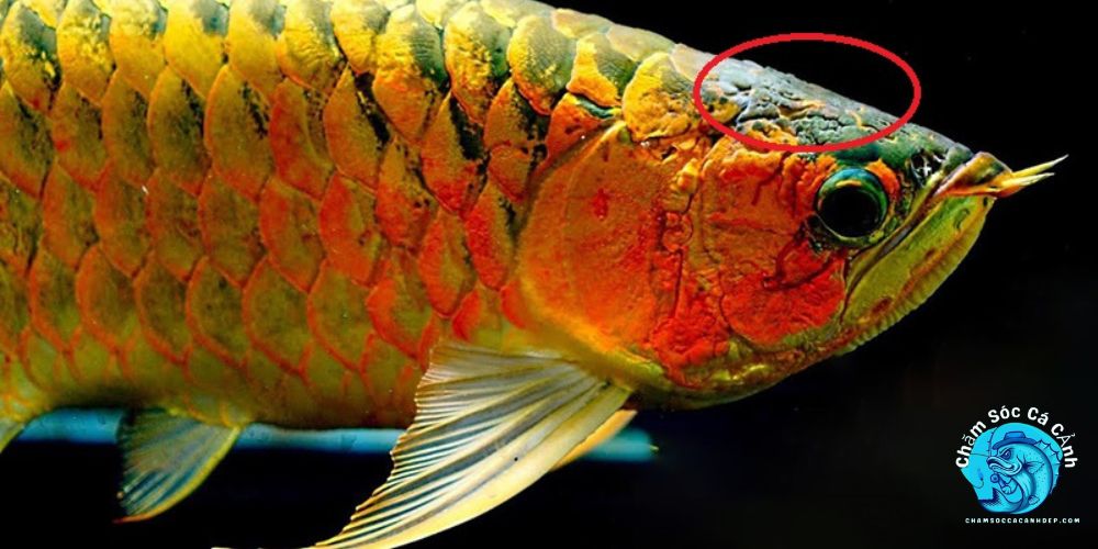 cá rồng bị nấm
