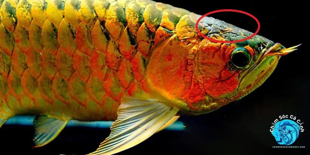 cá rồng bị nấm