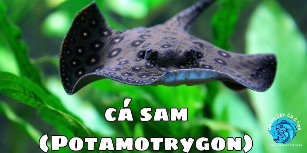 Cá Sam - Vẻ đẹp bí ẩn và cách nuôi chuẩn nhất