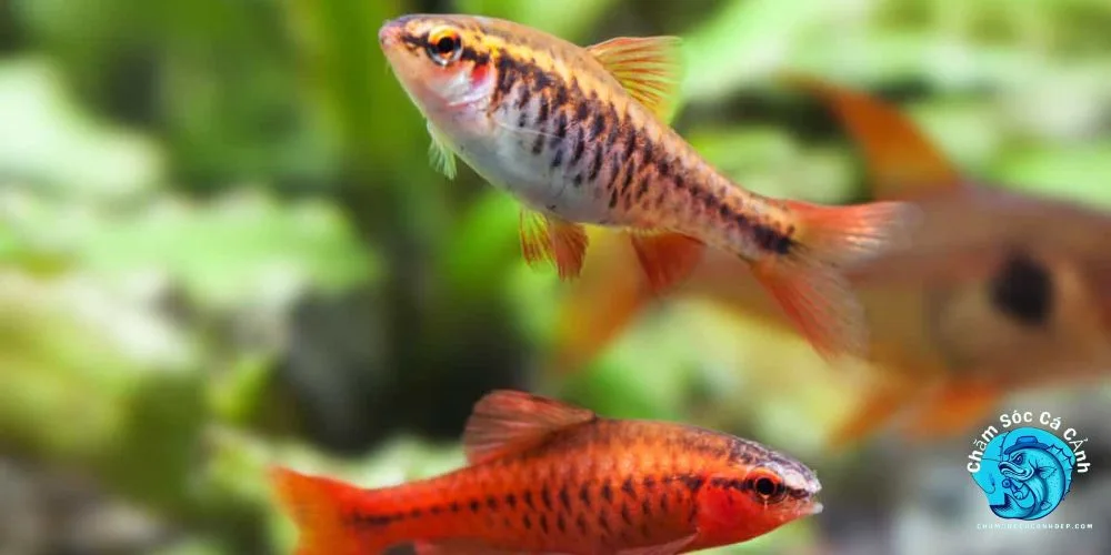 Cá Diếc Anh Đào: Vẻ Đẹp Dịu Dàng Trong Bể Cá Cảnh Gia Đình