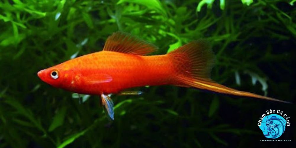 Cá Đuôi Kiếm: Hướng Dẫn Chăm Sóc Toàn Diện Cho Người Mới