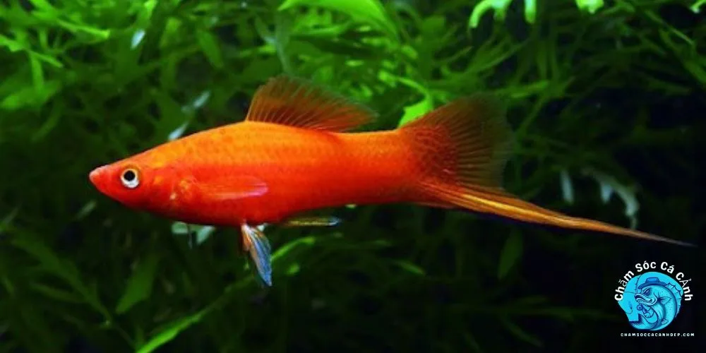 Cá Đuôi Kiếm: Hướng Dẫn Chăm Sóc Toàn Diện Cho Người Mới