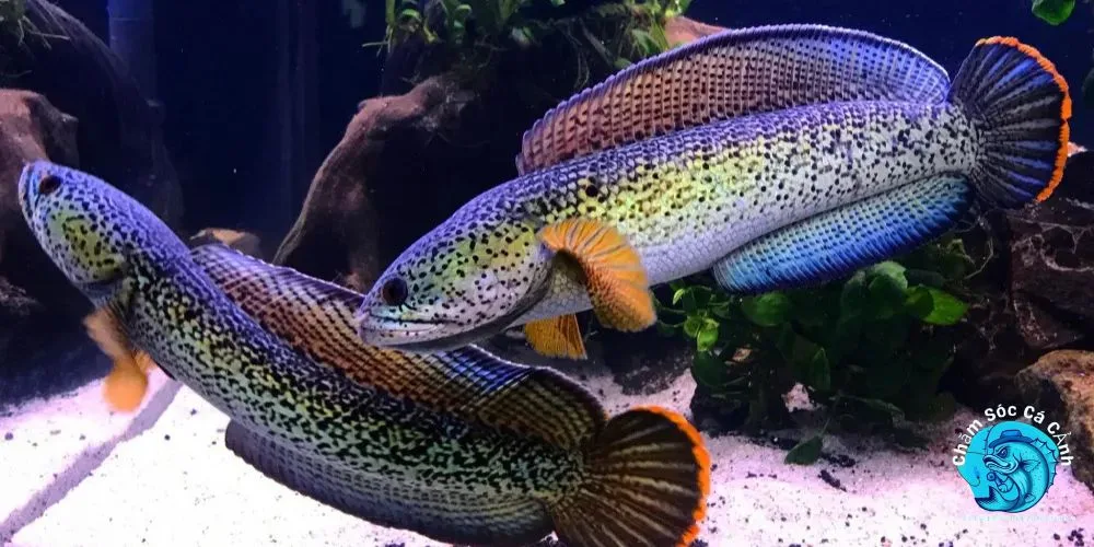 Cá Lóc Hoàng Đế