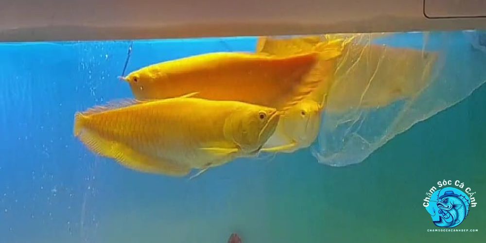 Cá Rồng Albino: Bí Quyết Nuôi Loài Cá Độc Nhất Vô Nhị