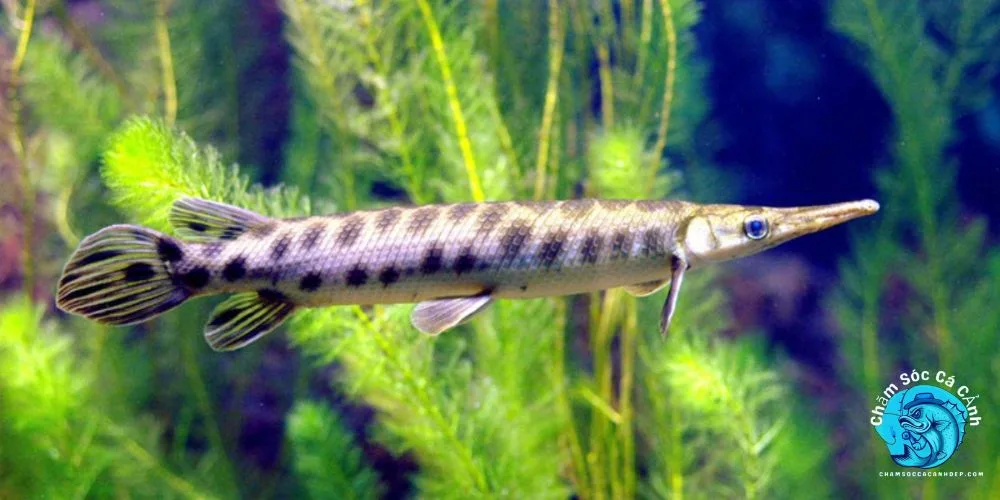 Cá Sấu Hoả Tiễn