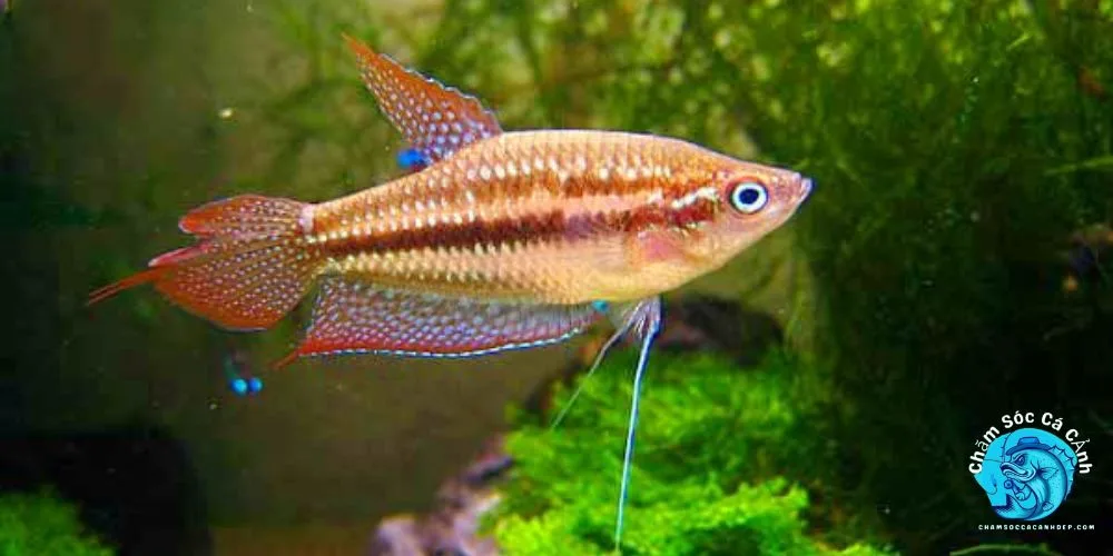 Cá Thanh Ngọc: Bí Ẩn Vẻ Đẹp Và Giá Trị Trong Mỗi Lớp Vảy