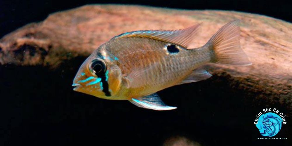 Cá Hải Hồ: Bí Quyết Nuôi Và Chăm Sóc Đúng Cách