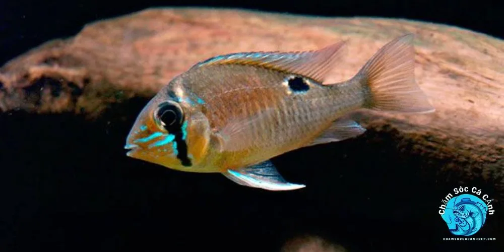 Cá Hải Hồ: Bí Quyết Nuôi Và Chăm Sóc Đúng Cách