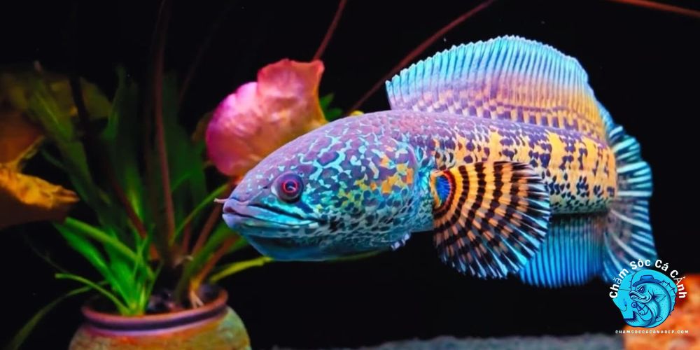 Cá Lóc Nữ Hoàng - Bí Quyết Chăm Sóc Và Ý Nghĩa Phong Thủy