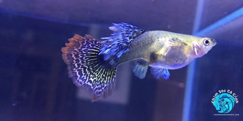 Dấu Hiệu Cá Sắp Đẻ: Cách Nhận Biết Và Chăm Sóc Đúng Cách