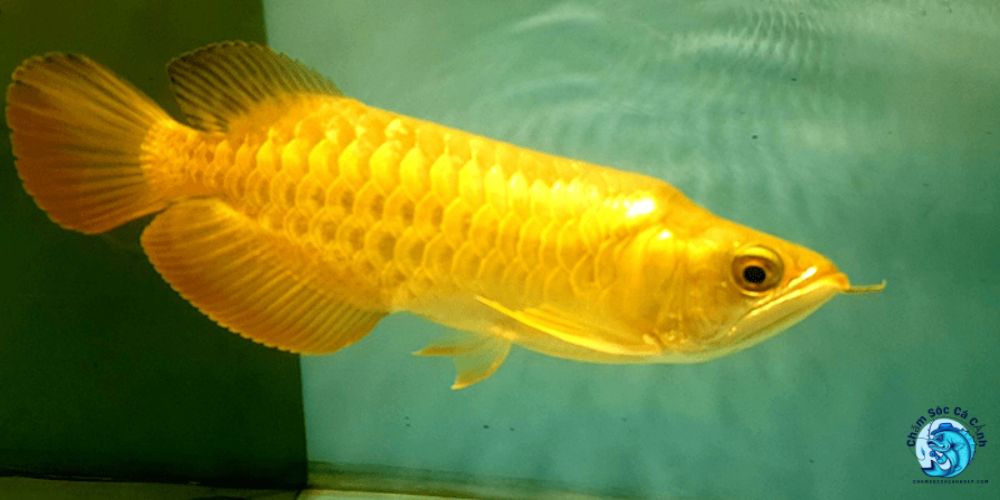 Cá Cảnh Mệnh Kim